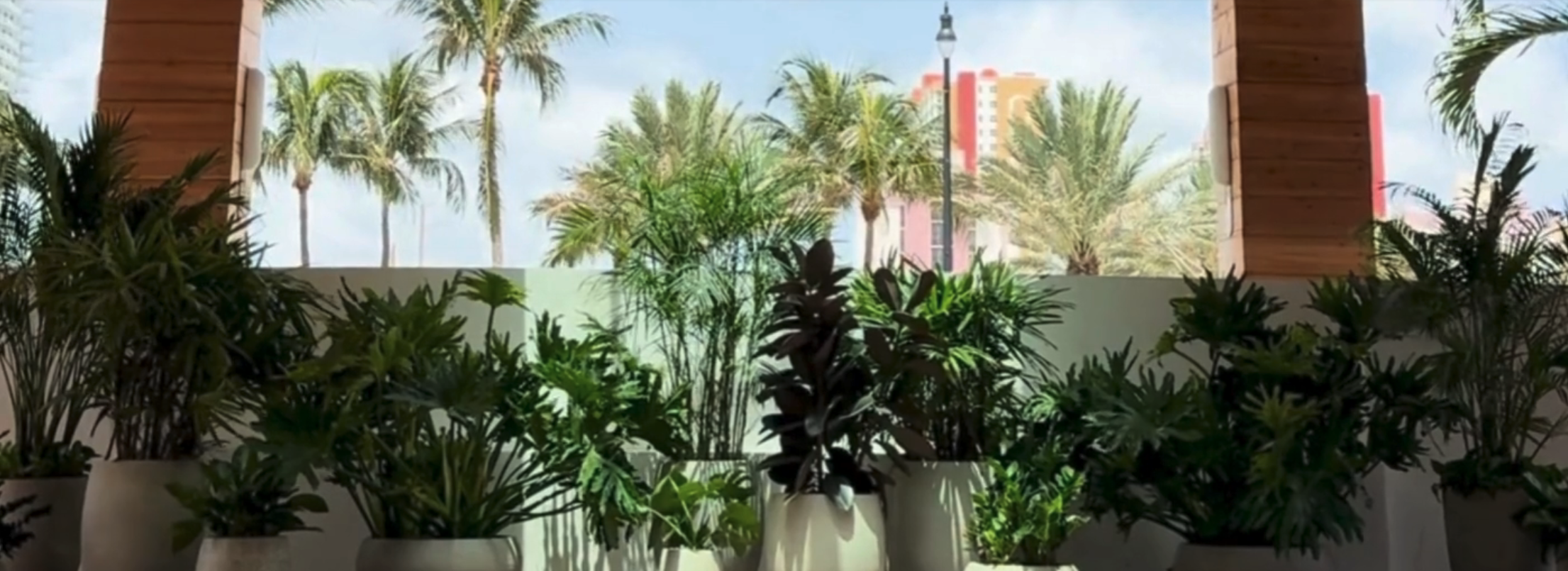 Lush green plants in modern pots frame a bright view of palm trees and colorful buildings under a blue sky.